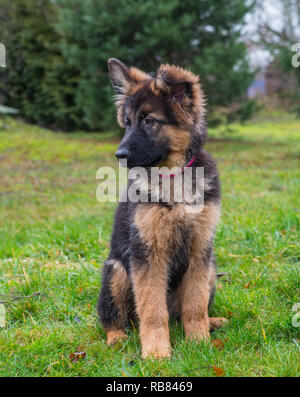 Ein niedliches Deutscher Schäferhund Welpen draußen sitzen im Gras Stockfoto