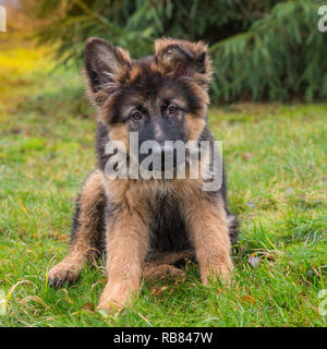 Ein niedliches Deutscher Schäferhund Welpen draußen sitzen im Gras Stockfoto