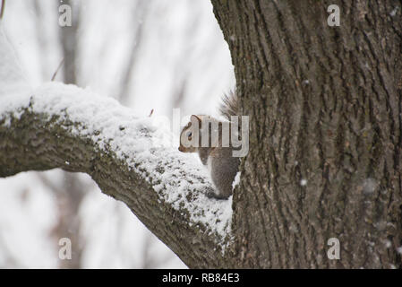 Eichhörnchen auf einem Baum sitzend Stockfoto