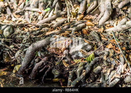 Gelbe Frosch verstecken und vermischt sich mit dem Boden Stockfoto