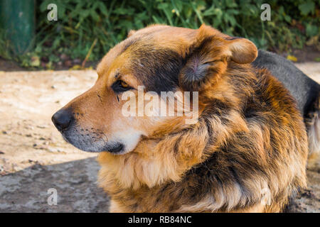 Schäferhund close-up auf dem Boden Stockfoto