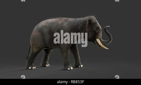 3D-Illustration Elefant isolieren auf schwarzem Hintergrund, Elefant in dunklen mit Freistellungspfaden. Stockfoto