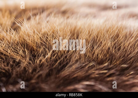 Braunes Fell des Tieres Stockfoto