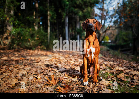 Portrait von Happy Jugendmädchen und Rhodesian Ridgeback Dog Stockfoto