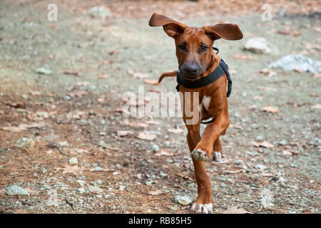 Portrait von Happy Jugendmädchen und Rhodesian Ridgeback Dog Stockfoto