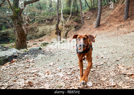 Portrait von Happy Jugendmädchen und Rhodesian Ridgeback Dog Stockfoto