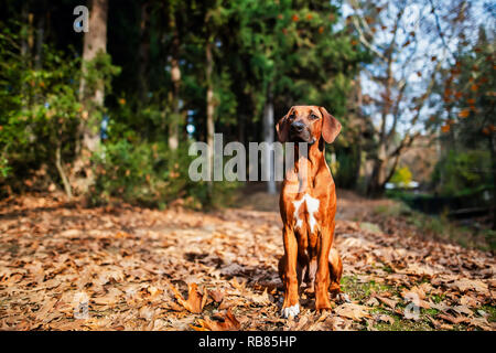 Portrait von Happy Jugendmädchen und Rhodesian Ridgeback Dog Stockfoto