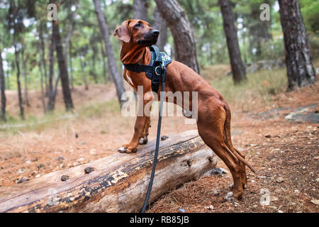 Portrait von Happy Jugendmädchen und Rhodesian Ridgeback Dog Stockfoto