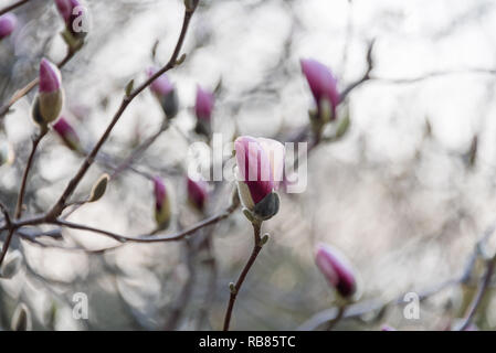 Blühende Zweige. Duftig Magnolienbaum mit großen rosa Blüten. Perfekte Magnolia Blumen. Frühling Hintergrund Stockfoto