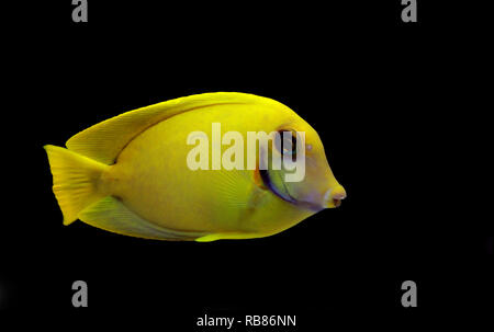 Zitrone Tang aka Schokolade Tang (Acanthurus sp.) Stockfoto