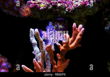 Pixy beschmutzt Fischfreundschaften in Reef Tank Stockfoto