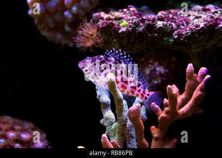 Pixy beschmutzt Fischfreundschaften in Reef Tank Stockfoto