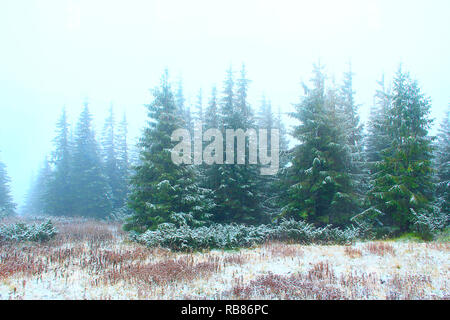 Dichten, grünen Wald mit Tannen nach dem ersten Schnee im Jahr. Düsteren Tannenwald. Wald landschaft. Natürliche Landschaft. Misty stillen Wald. Tannen im Wald Stockfoto