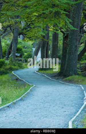 Einen Weg durch die Anden Wald in Patagonien, Chile. Stockfoto