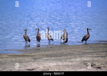 Whitefaced Ente (Dendrocygna viduata), Selous Game Reserve, Morogoro, Tansania, Afrika Stockfoto