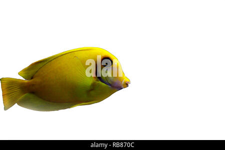 Zitrone Tang aka Schokolade Tang (Acanthurus sp.) Stockfoto