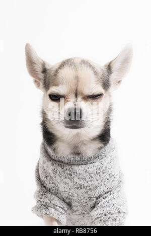 Ein Zwinkern Chihuahua Stockfoto