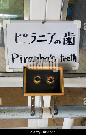 Beppu, Japan - 2 November, 2018: Piranha's Zähne als wichtigen Punkt in der Nähe der Kamado Jigoku Pool angezeigt Stockfoto