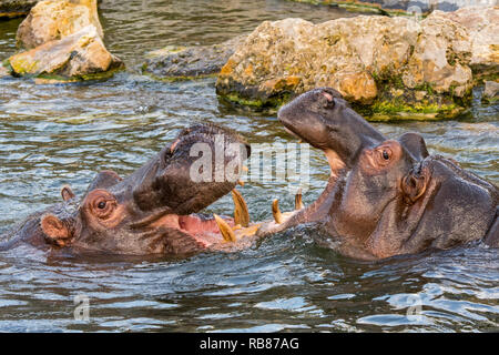 Bekämpfung von Flusspferden/Flusspferde (Hippopotamus amphibius) im See Ansicht des riesigen Zähne und großen Eckzahn Hauer in weit geöffneter Mund Stockfoto