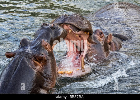 Bekämpfung von Flusspferden/Flusspferde (Hippopotamus amphibius) im See Ansicht des riesigen Zähne und großen Eckzahn Hauer in weit geöffneter Mund Stockfoto