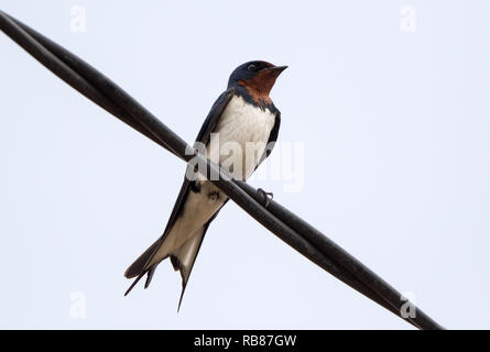 Red-breasted Swallow (Cecropis semirufa) Stockfoto