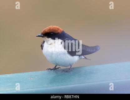 Kabel-tailed Swallow (Hirundo smithii) Stockfoto
