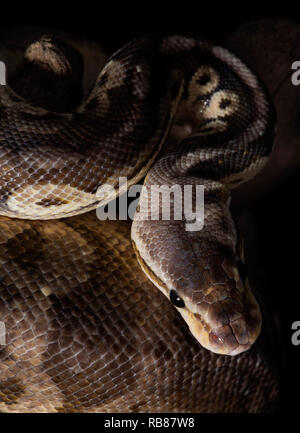 Reptil, Morph, exotisch, Schlange, Tier, Tierwelt, Tier, Natur, Haut, Schlangen, Hintergrund, Python, Erwachsene, Schuppen, Nahaufnahme, Kugelpython, Schlangenauge, Serpen Stockfoto