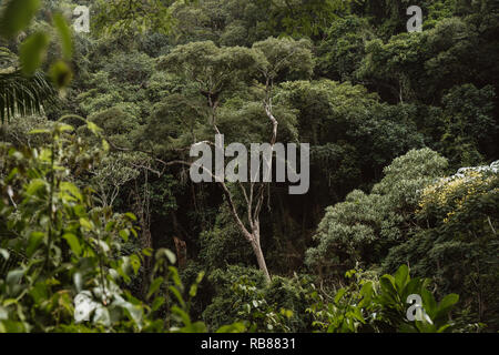 Foto von Bäumen im Atlantischen Regenwald Tijuca Nationalpark in Rio de Janeiro, Brasilien Stockfoto