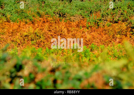 Herbstfarben im Chailey gemeinsame Naturschutzgebiet, East Sussex, Großbritannien Stockfoto