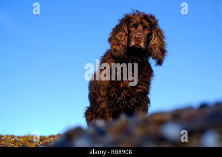 Braun working Cocker Spaniel hund auf einem Kieselstrand. Stockfoto