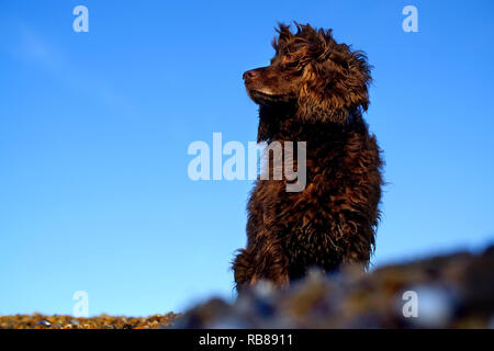 Braun working Cocker Spaniel hund auf einem Kieselstrand. Stockfoto