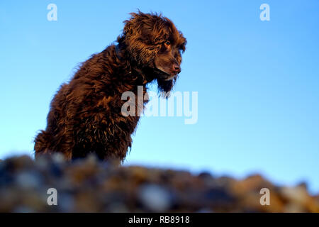 Braun working Cocker Spaniel hund auf einem Kieselstrand. Stockfoto