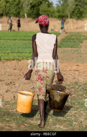 Mitglied des Frauen kooperative Durchführung Eimer Wasser ein Feld in Karsome, Togo. Stockfoto