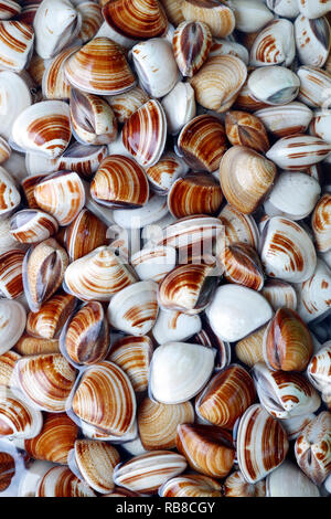 Fischmarkt. Frische Muscheln. Vung Tau. Vietnam. Stockfoto