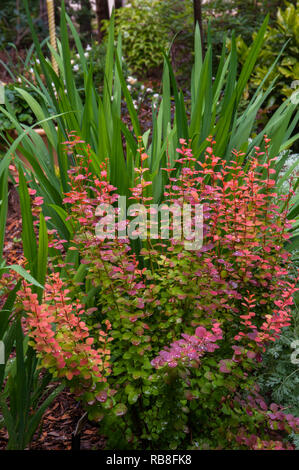 Berberis thunbergii 'Orange Rocket', Berberitze Stockfoto