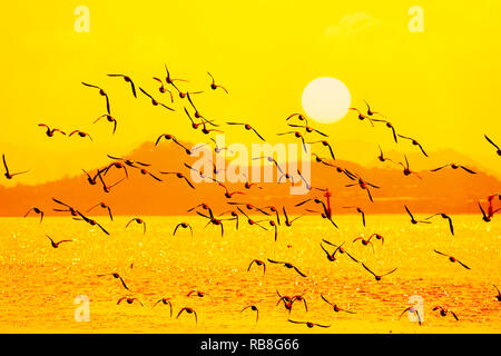 Herde von Enten Fliegen in den Sonnenuntergang Himmel Silhouette Stockfoto