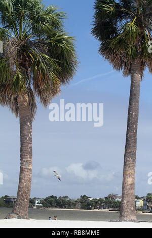 Palmen am Hernando Beach, FL, USA Stockfoto