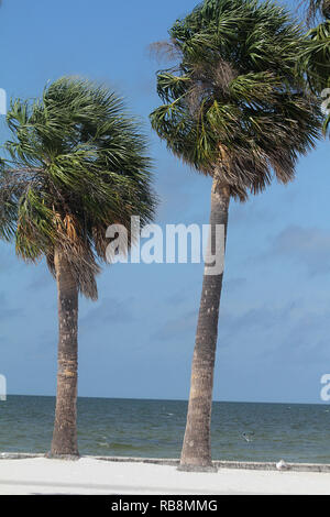 Palmen auf Hernando Beach, FL Stockfoto