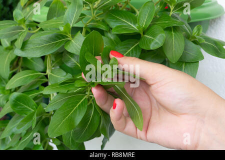 Weibliche Hände mit Roter Nagel holding Anlage Catharanthus auf weiße Wand Stockfoto