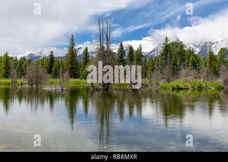 Schwabacher Landung am frühen Morgen mit seiner Reflexion. Der Grand Teton National Park, WY Stockfoto