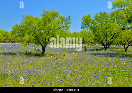 Wildblumen entlang der Kunst Hedwigs Hill Road, Mason County, Texas, USA Stockfoto