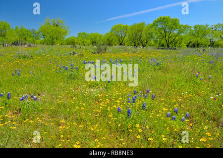 Wildblumen entlang der Kunst Hedwigs Hill Road, Mason County, Texas, USA Stockfoto