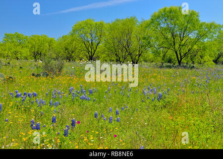 Wildblumen entlang der Kunst Hedwigs Hill Road, Mason County, Texas, USA Stockfoto