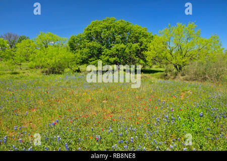 Wildblumen entlang der Kunst Hedwigs Hill Road, Mason County, Texas, USA Stockfoto