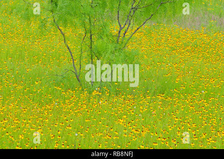 Wildblumen am Straßenrand entlang Segura Lane mit braunen bitter Unkraut und mesquite Baum, Llano County, Texas, USA Stockfoto