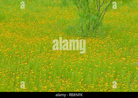 Wildblumen am Straßenrand entlang Segura Lane mit braunen bitter Unkraut und mesquite Baum, Llano County, Texas, USA Stockfoto