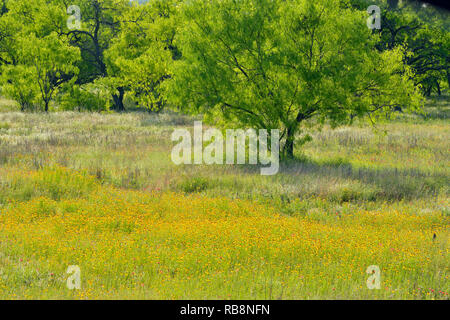 Braun bitter Unkraut und Mesquite Bäume, Willow Stadt, Texas, USA Stockfoto