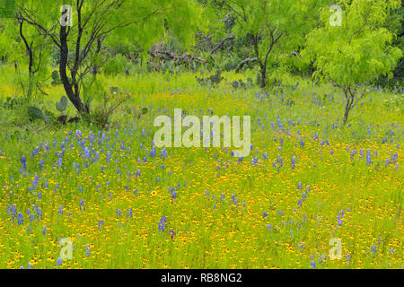 Blüte braun bitter Unkraut, bluebonnets und Weide Bäume, Willow Stadt, Texas, USA Stockfoto