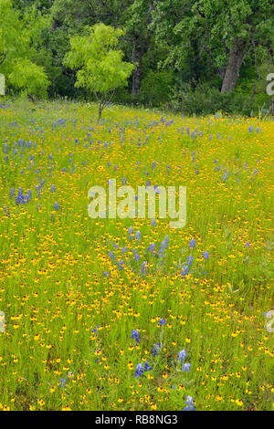 Blüte braun bitter Unkraut, bluebonnets und Weide Bäume, Willow Stadt, Texas, USA Stockfoto