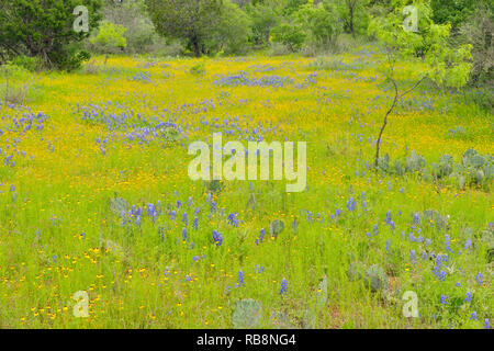 Blüte braun bitter Unkraut, bluebonnets und Weide Bäume, Willow Stadt, Texas, USA Stockfoto